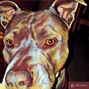 Meet your Posher, Ciara